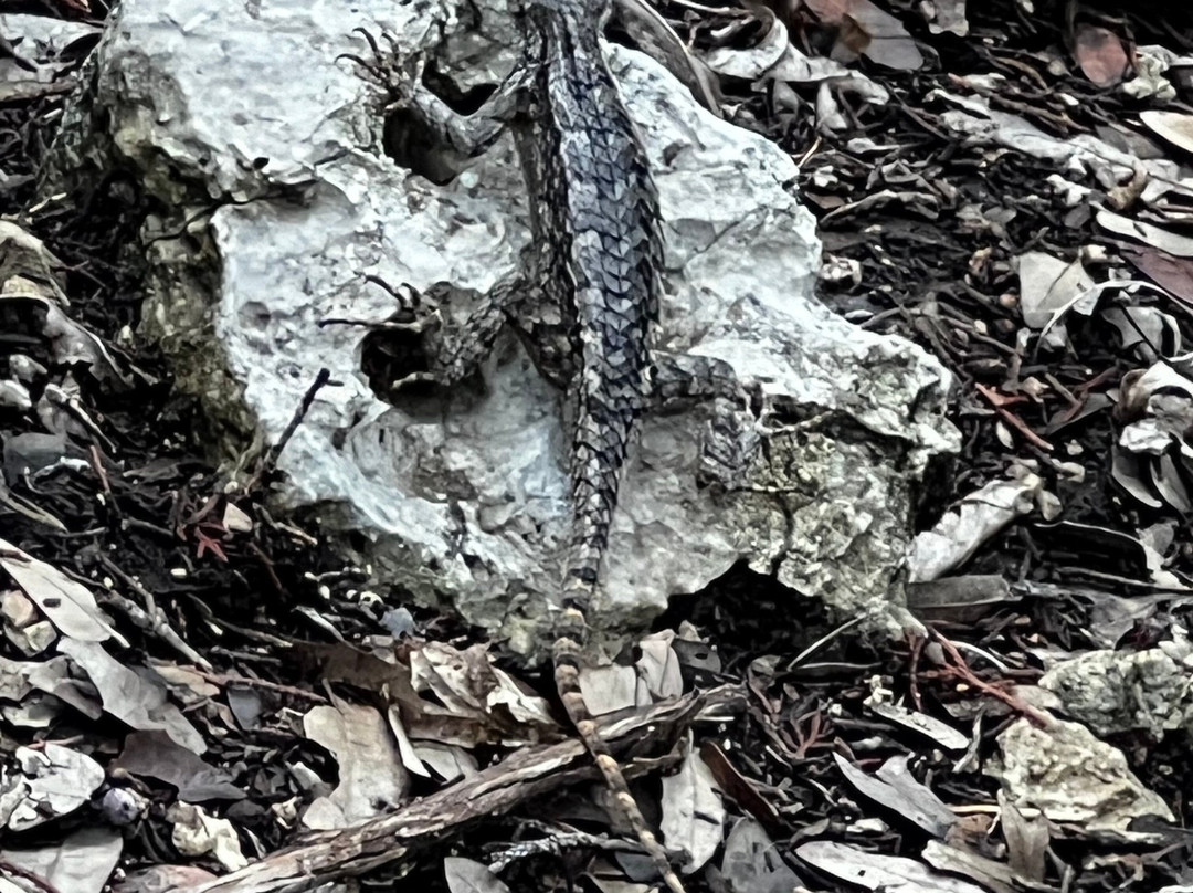 Balcones Canyonlands National Wildlife Refuge-Marble Falls必去景点