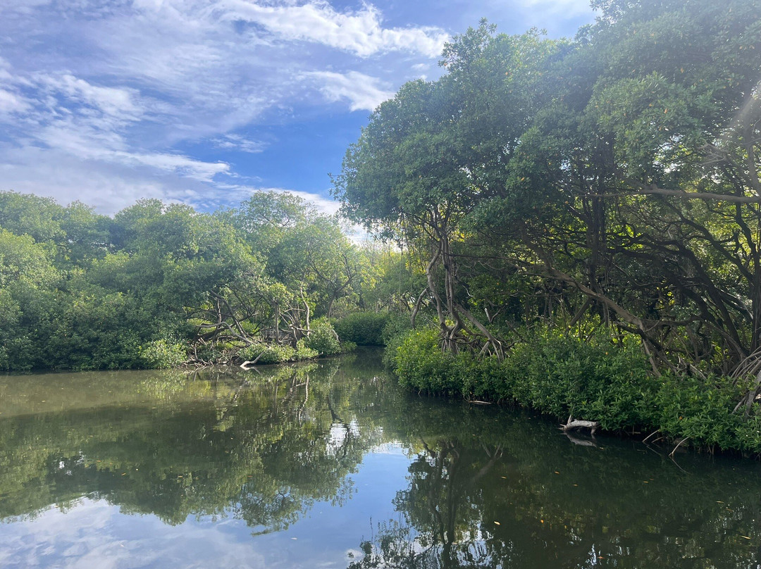 Curaçao Rif Mangrove Park景点图片