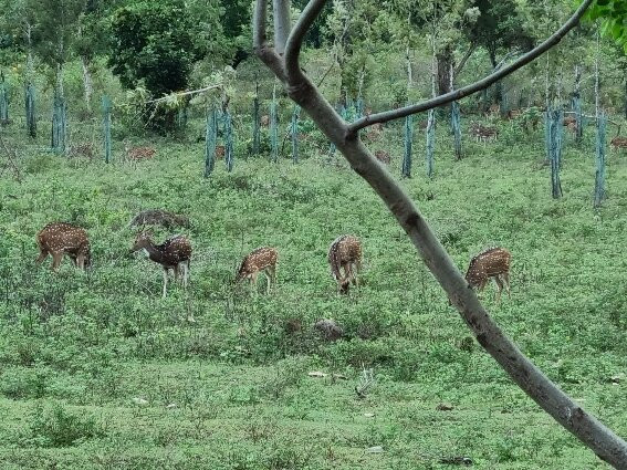 Misty Wood Resorts & Restaurants主图