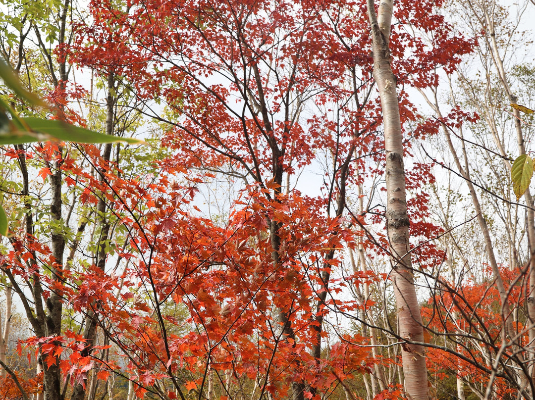 Ropeway Heavens Sonohara in Fujimidai Highland-阿智村必去景点