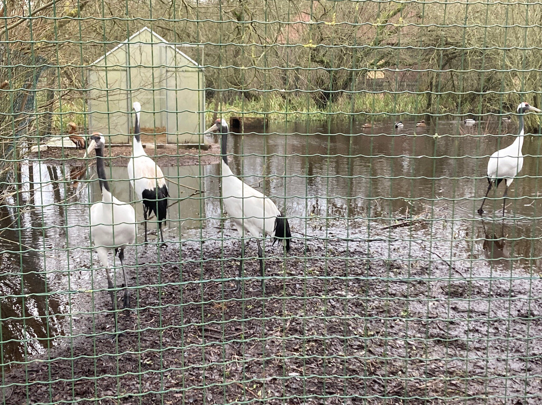 Vogelpark Niendorf景点图片