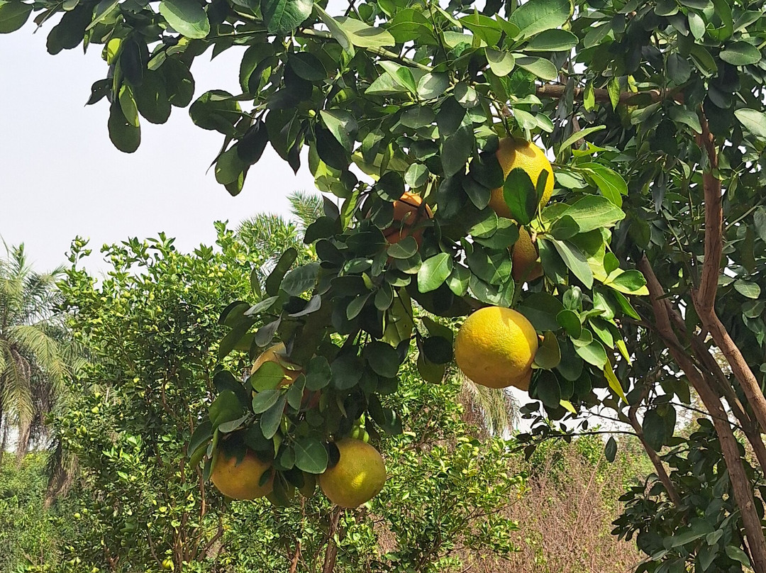 Esperanto Lodge主图