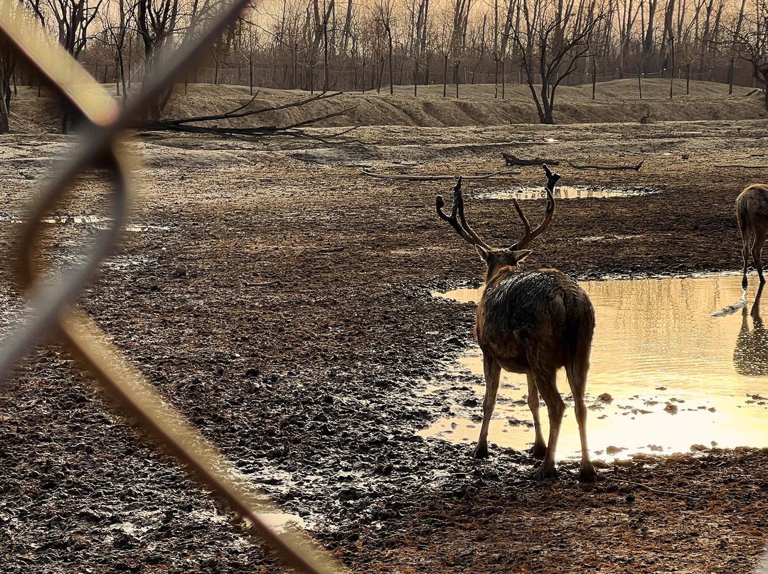 大丰麋鹿保护区-大丰市必去景点