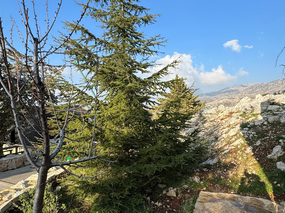 Shouf Cedars Reserve-Barouk必去景点