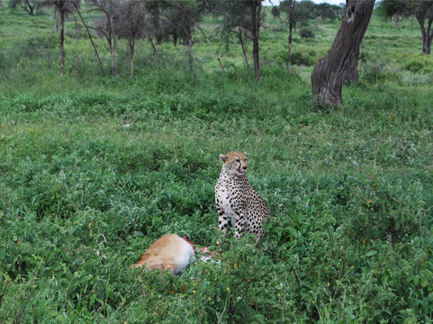 A TO ZEBRA EXPERIENCE-阿鲁沙必去景点