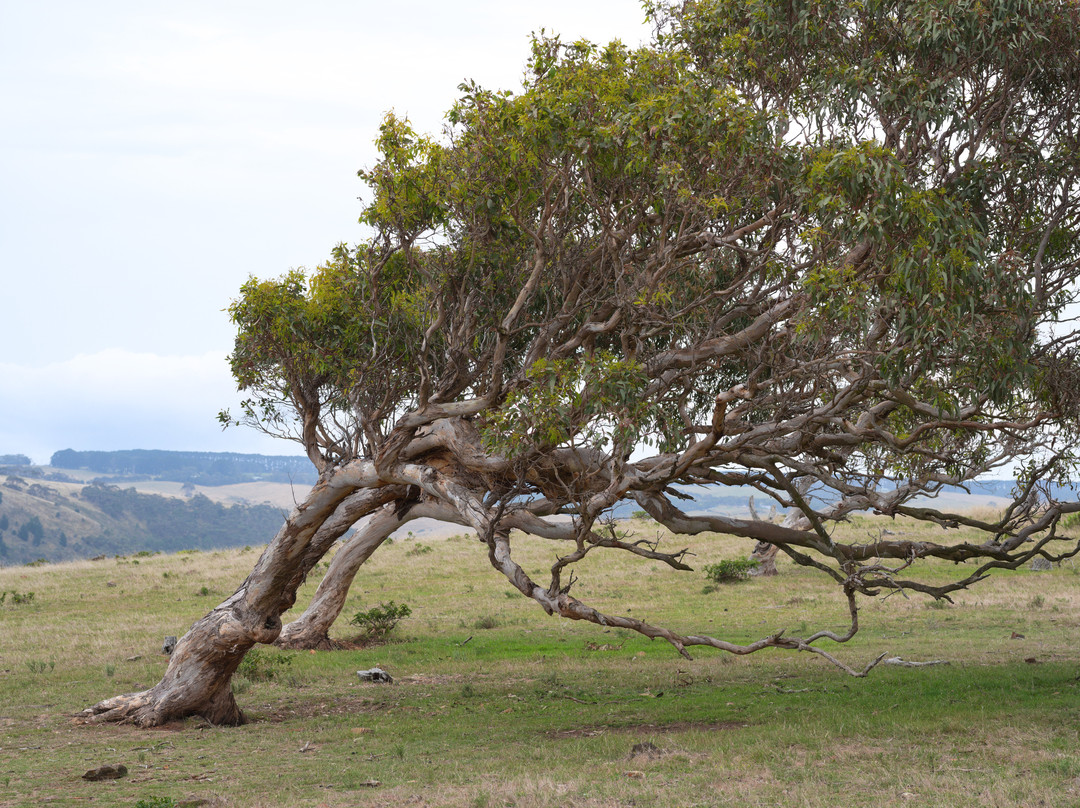 Southern Ocean Retreats - Ridgetop Retreats