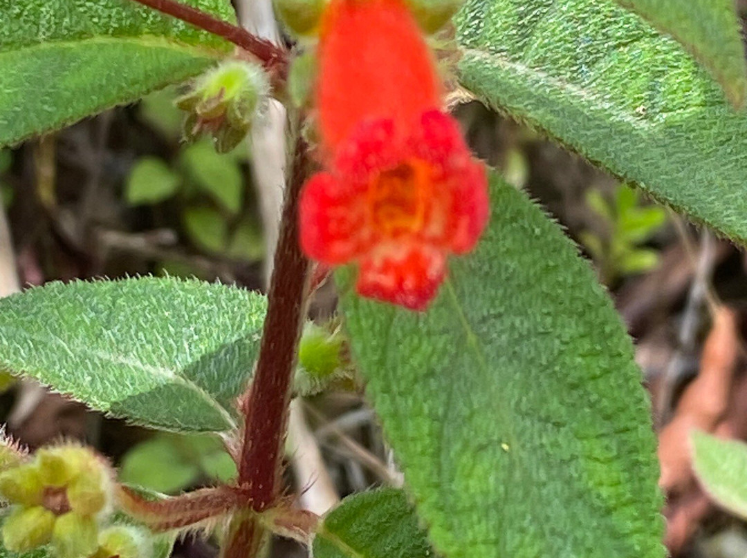 Callidryas Tours景点图片