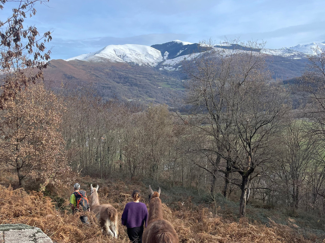 Les Lamas Des 7 Vallees景点图片