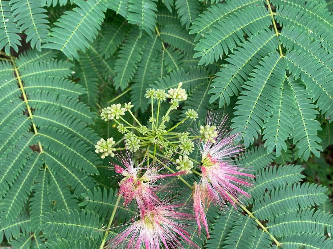 Jincheon Nongdari Bridge-镇川郡必去景点