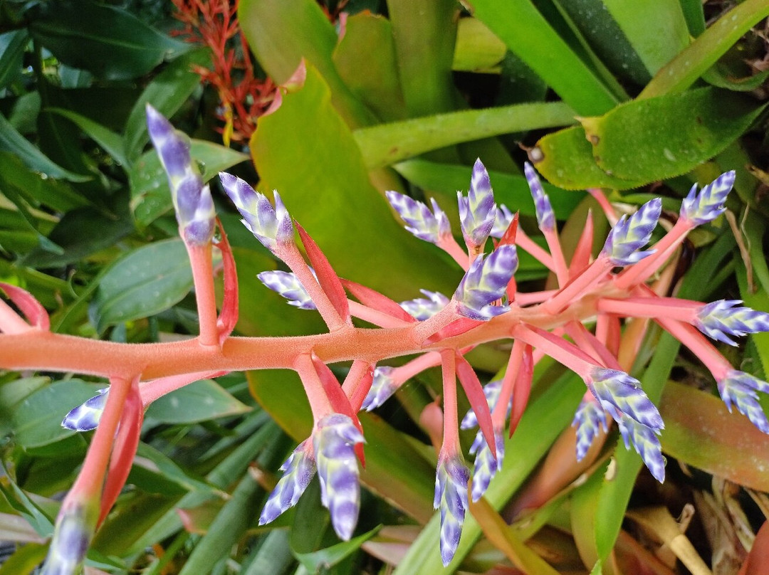 Whyanbeel Arboretum-Whyanbeel必去景点