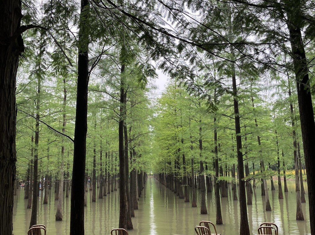 泗洪洪泽湖湿地-泗洪县必去景点
