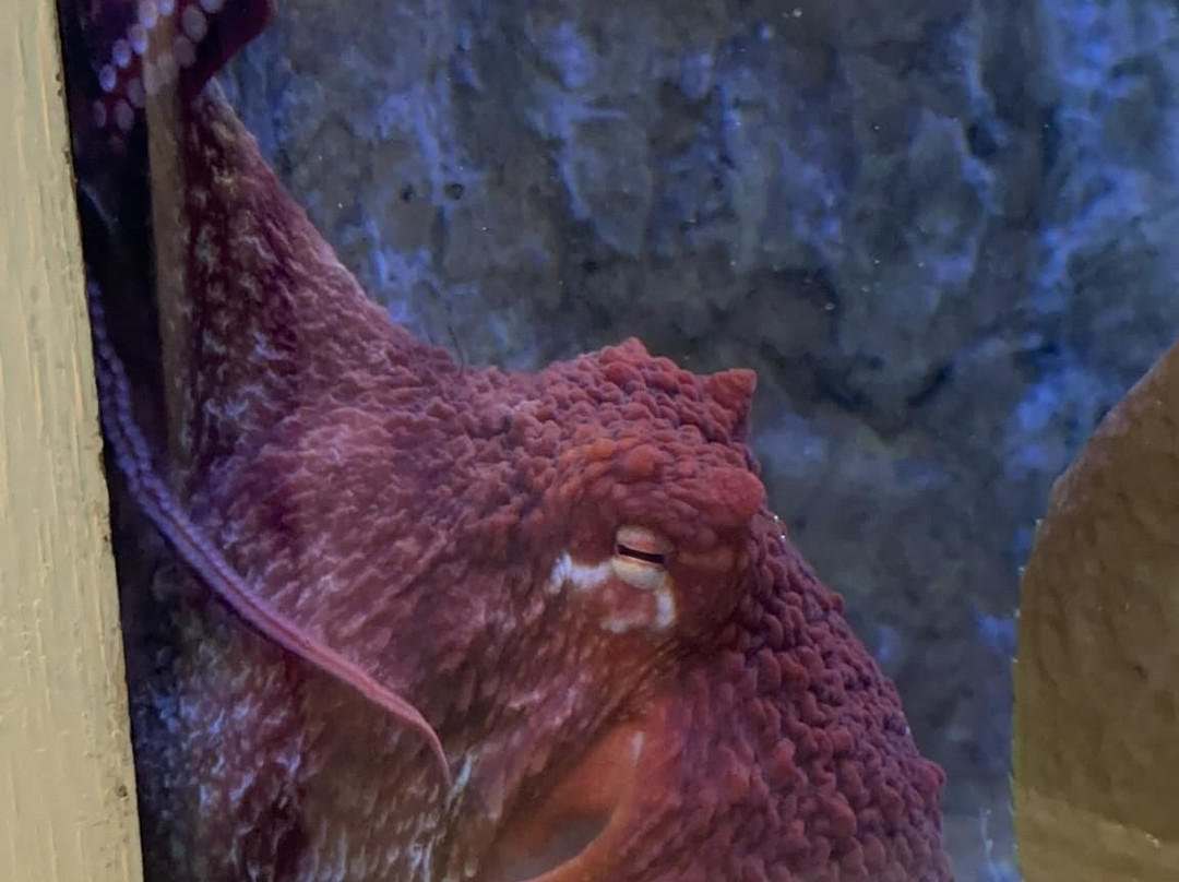 The Maritime Aquarium at Norwalk-诺沃克必去景点