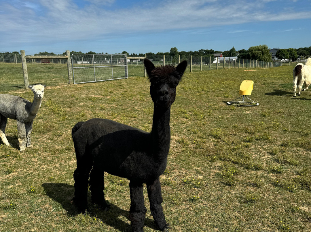 Spooky Nook Farm Llama’s & Alpacas景点图片