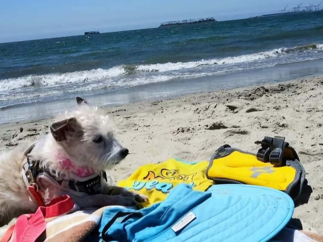 Rosie's Dog Beach-长滩必去景点