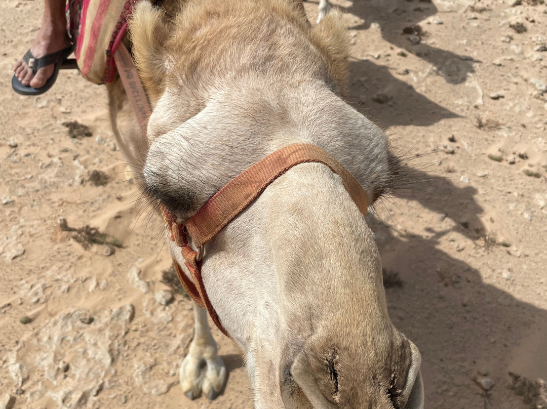 DAKHLA RIDE ADVENTURES-达赫拉必去景点