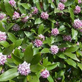 Honeysuckle123