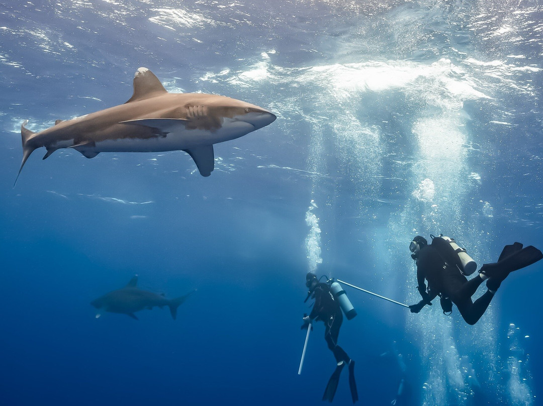 Neal Watson's Bimini Scuba Center景点图片