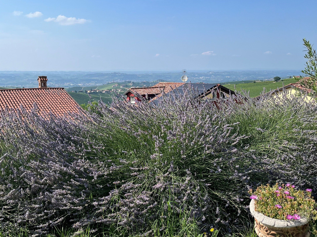 Domus Langhe B&B主图