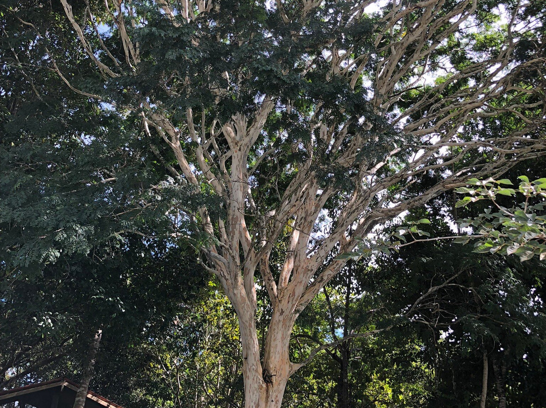 Parque Nacional do Pau Brasil-Porto Seguro必去景点