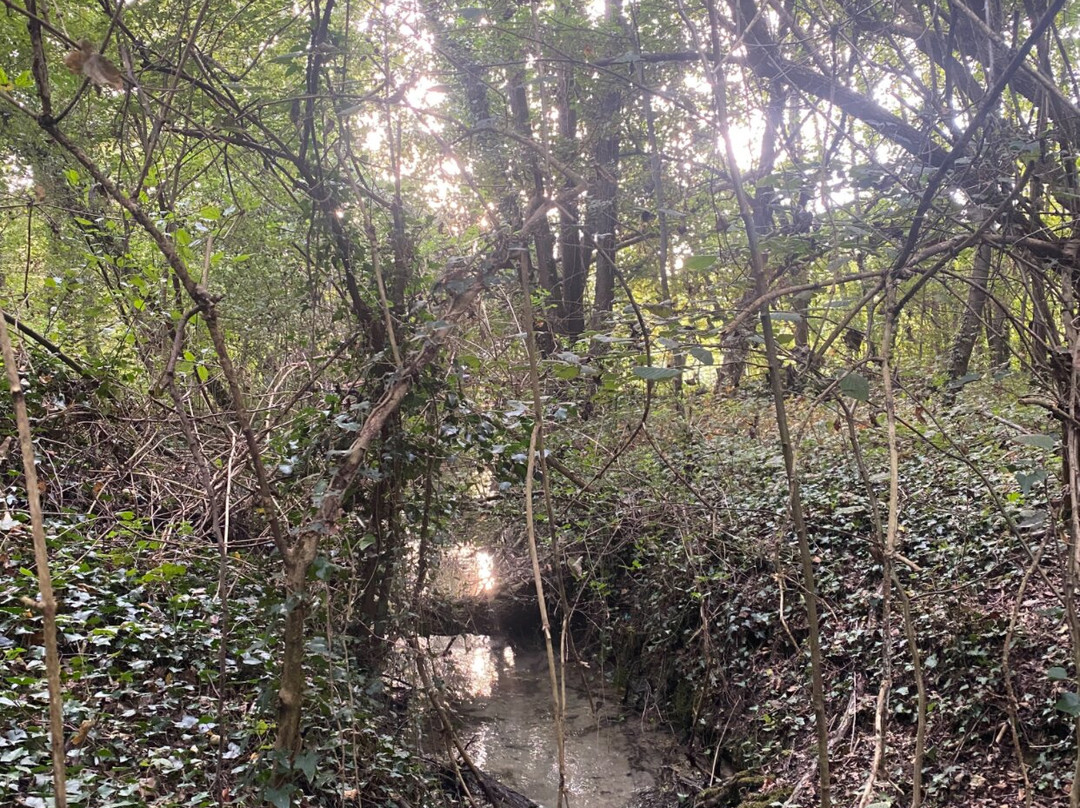 Parco Naturale Regionale del Fiume Sile-特雷维索必去景点