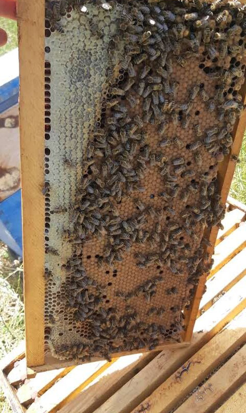 Beekeeping Experience-Kyparissia必去景点