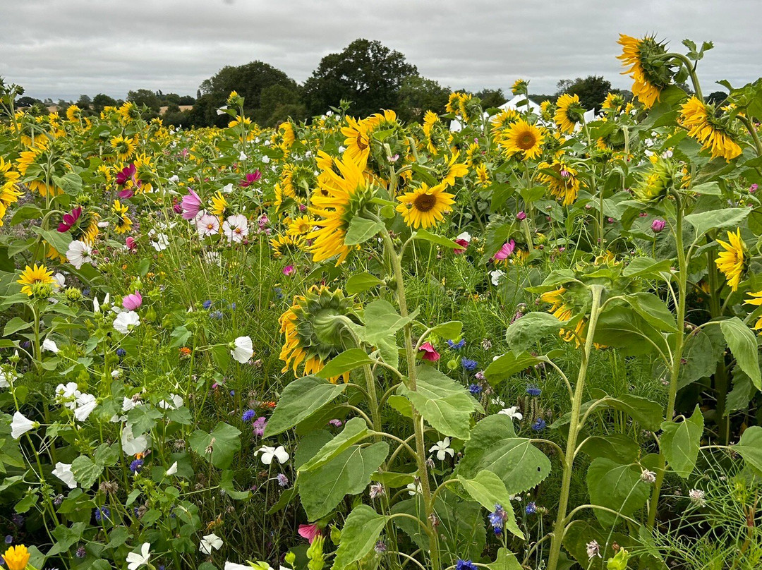 Writtle Sunflowers景点图片