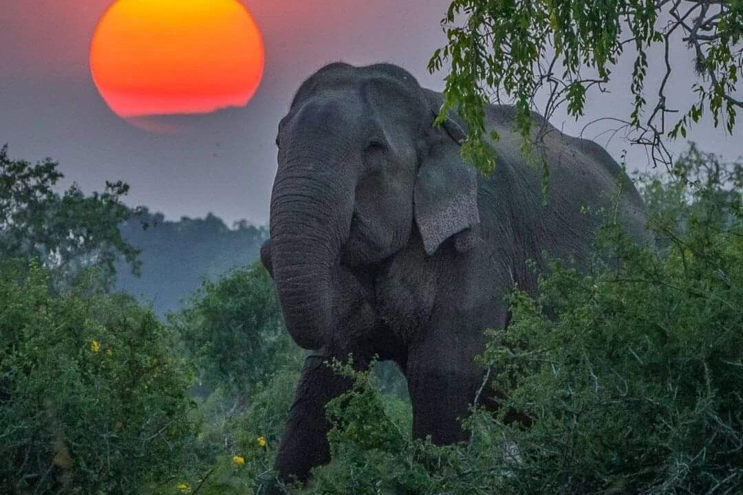 Jumbo Safari - Jeep Safari Habarana-哈巴拉娜必去景点