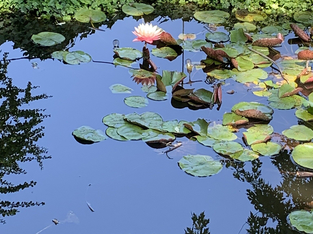 Lily Garden Bed & Breakfast主图