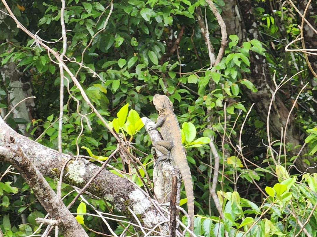 Bruce Belcher’s Daintree River Cruises-Daintree必去景点