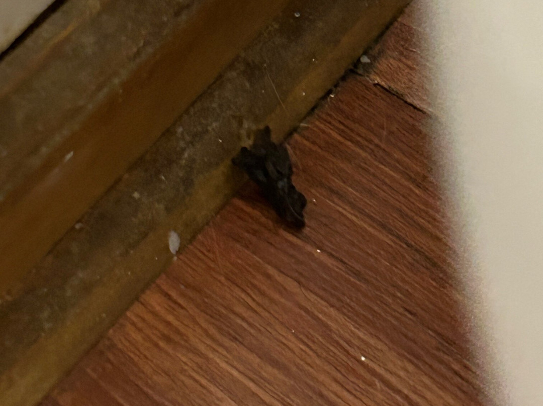 Andy Griffith's Homeplace主图