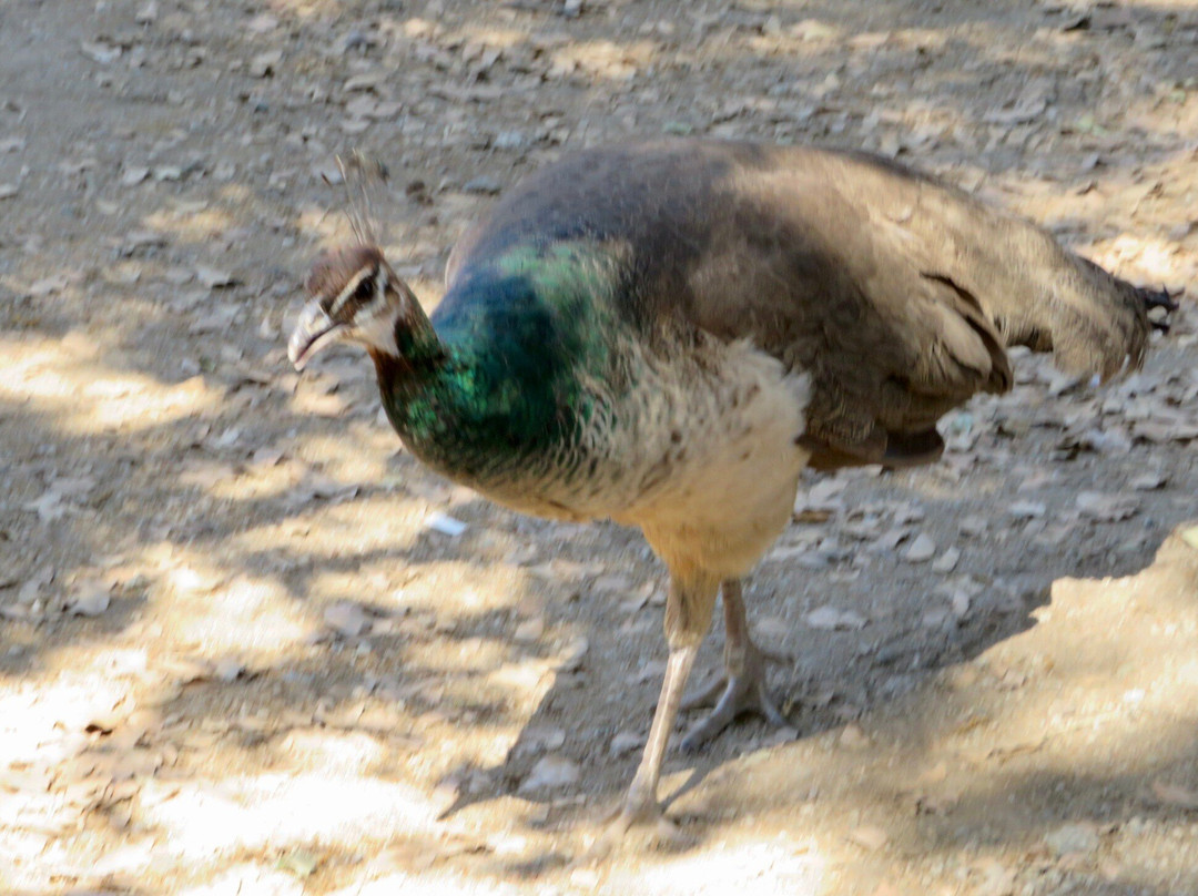 Oak Tree Mountain-Oak Glen必去景点