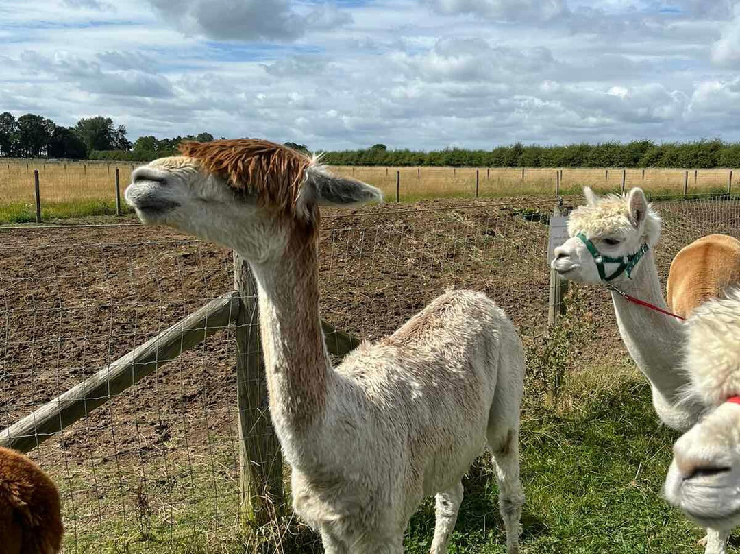 Abbotts View Alpacas景点图片