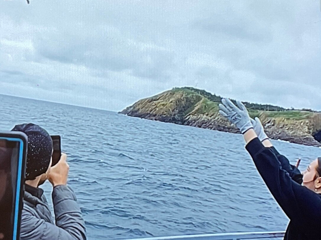 O'Brien's Whale and Bird Tours景点图片
