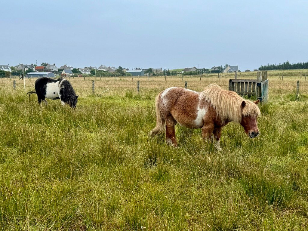Alpacan - Alpacas of the Outer Hebrides景点图片