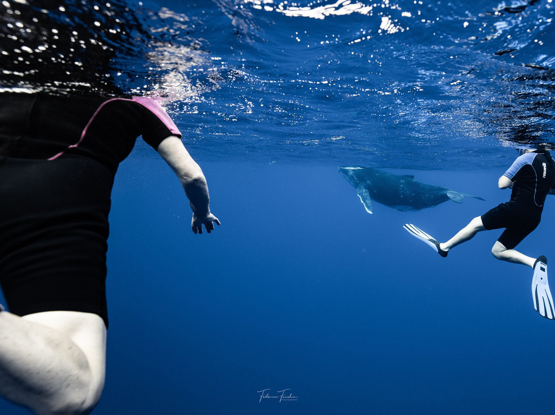 Explore Niue Island Tour-阿洛菲必去景点