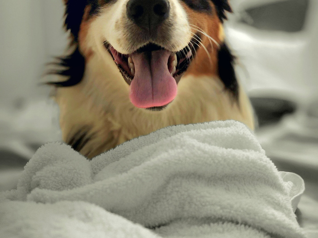 Best Western University Inn主图