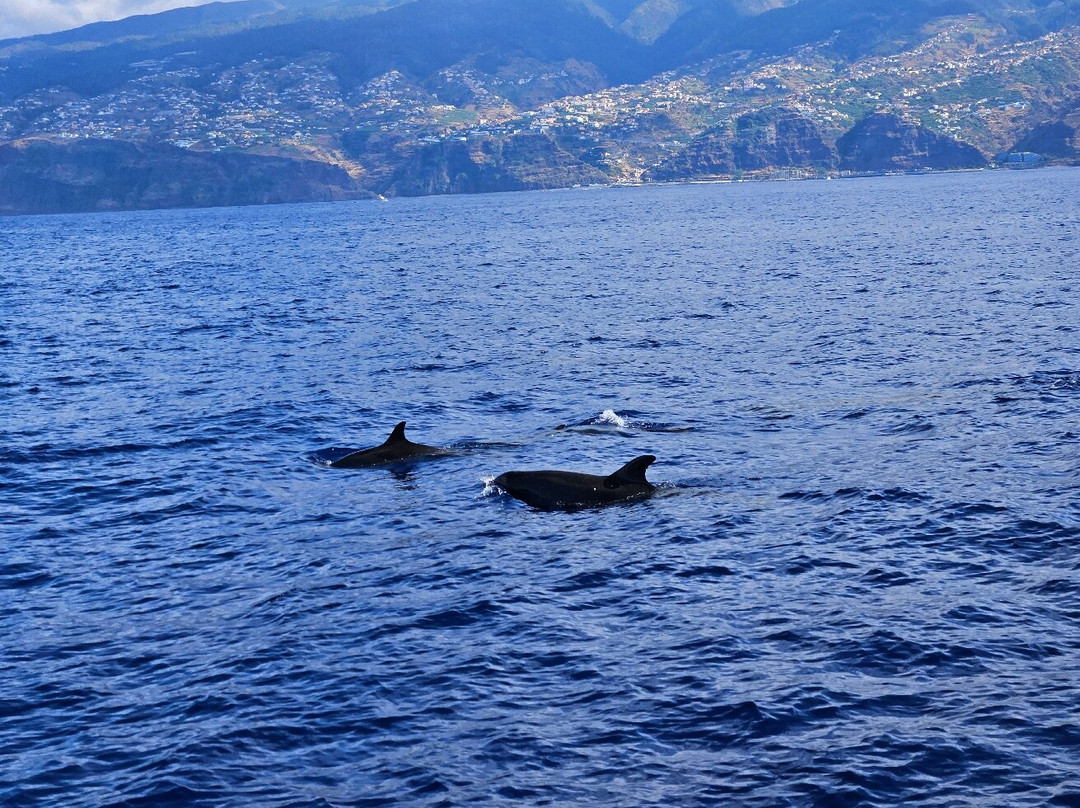 Lobosonda - Madeira Whale Watching-卡列塔必去景点
