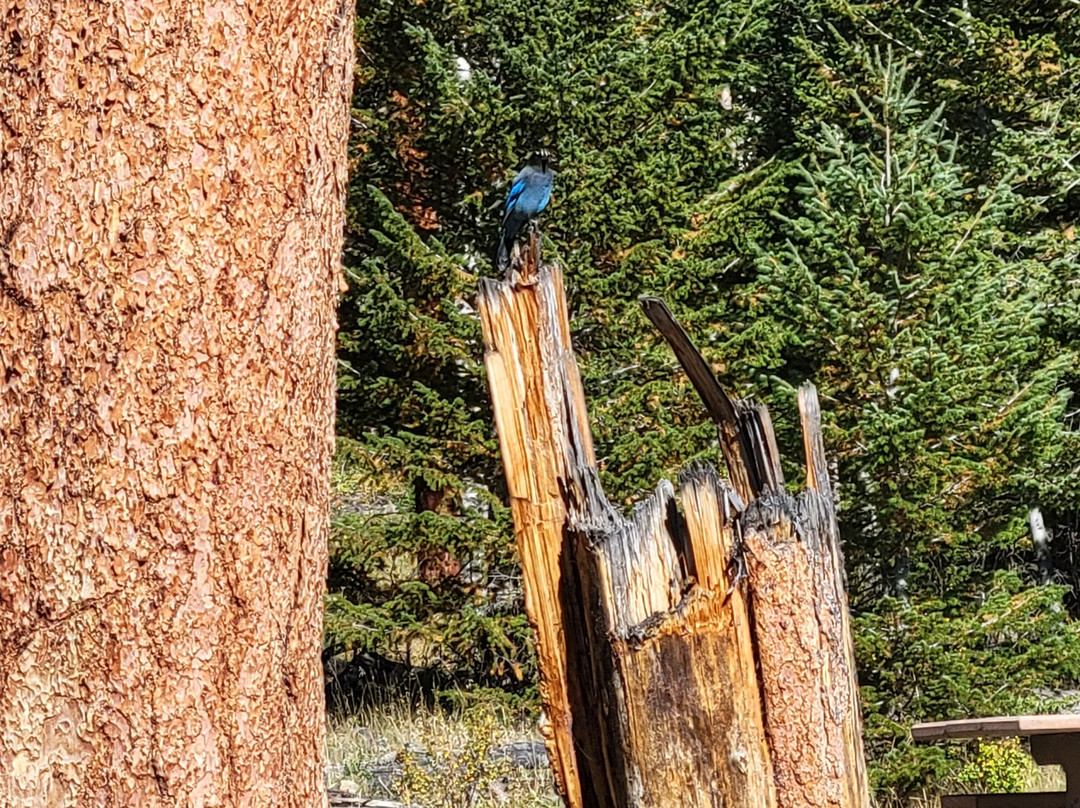 Estes Park Trolleys-埃斯蒂斯公园必去景点