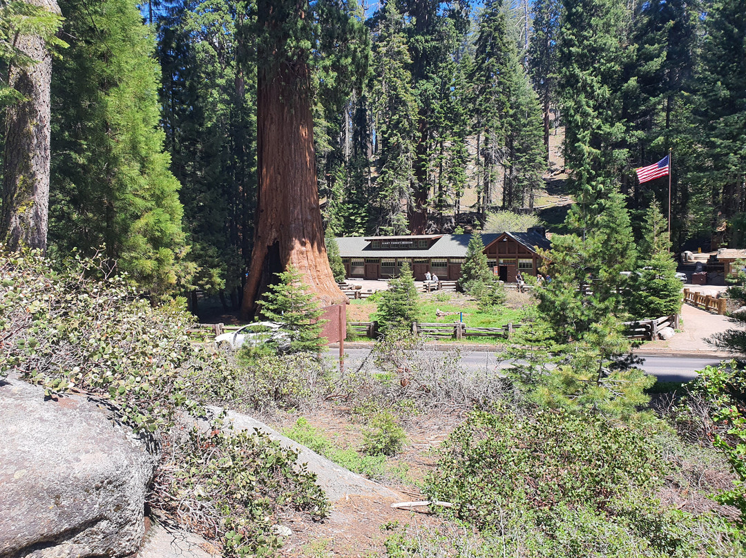 Giant Forest Museum-红杉&国王峡谷国家公园必去景点