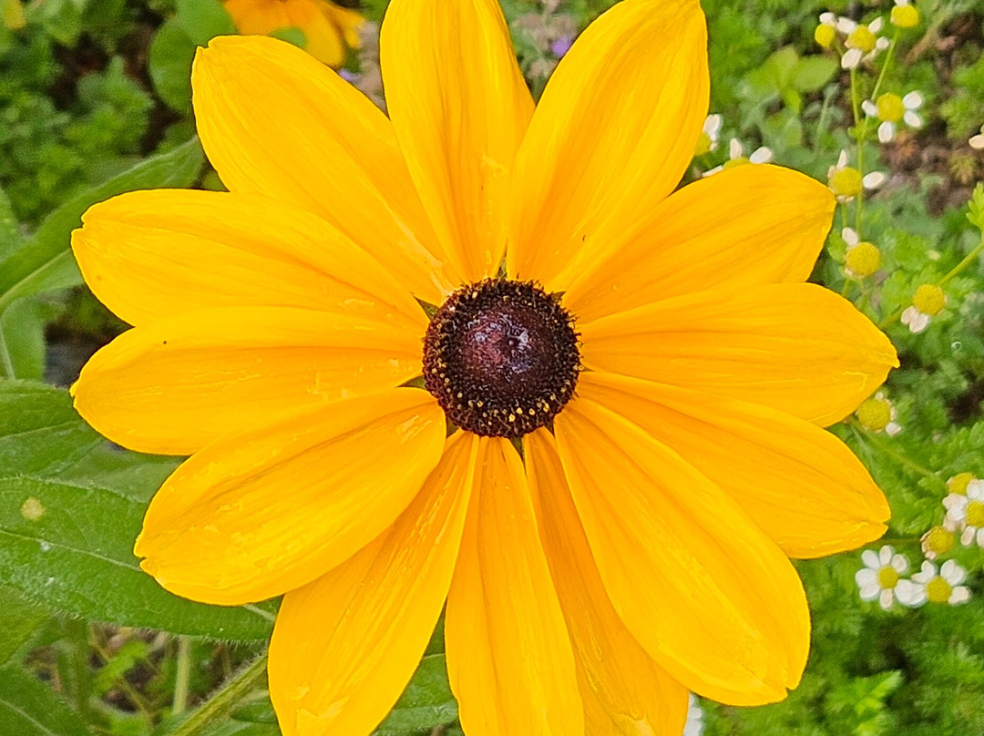 Cheyenne Botanic Gardens-夏延必去景点