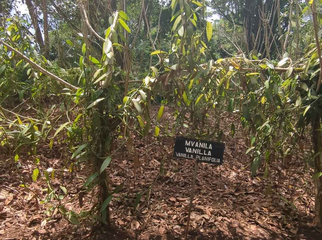 KamalDestinationTours zanzibar-桑给巴尔岛必去景点