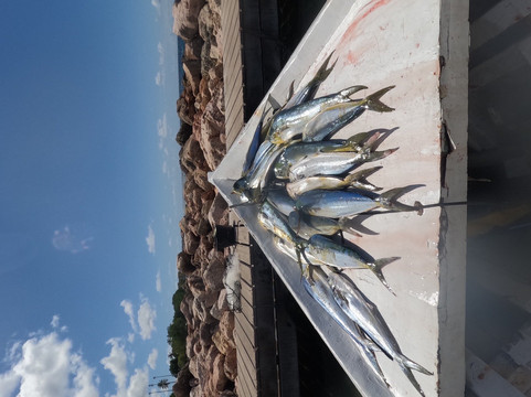 Oceano-威廉斯塔德必去景点