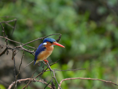 Kaizer Africa safaris-恩德培必去景点