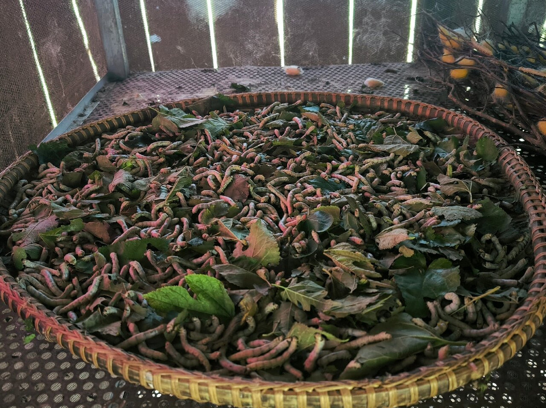 Santuk Silks景点图片