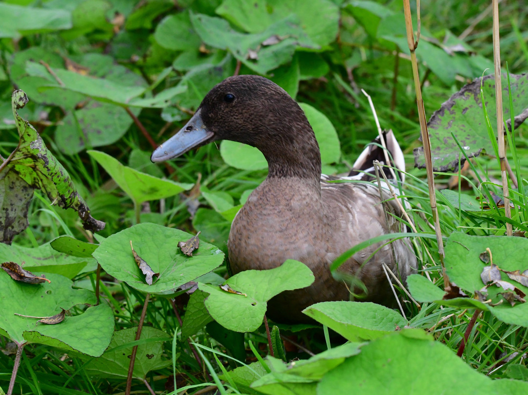Tralee Bay Wetlands Eco and Activity Park-特拉利必去景点