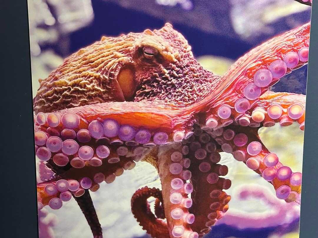 The Bailey-Matthews National Shell Museum & Aquarium景点图片