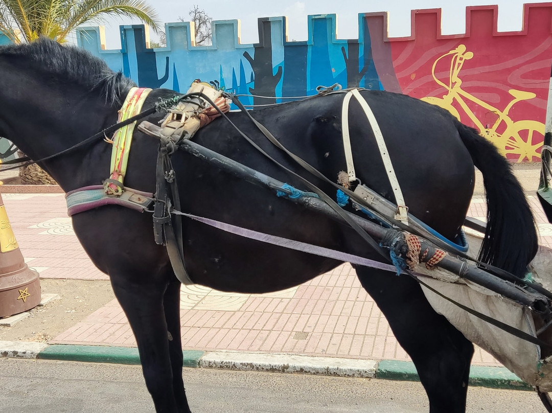 Taroudant Caleche Carriage Tours-塔鲁丹特必去景点
