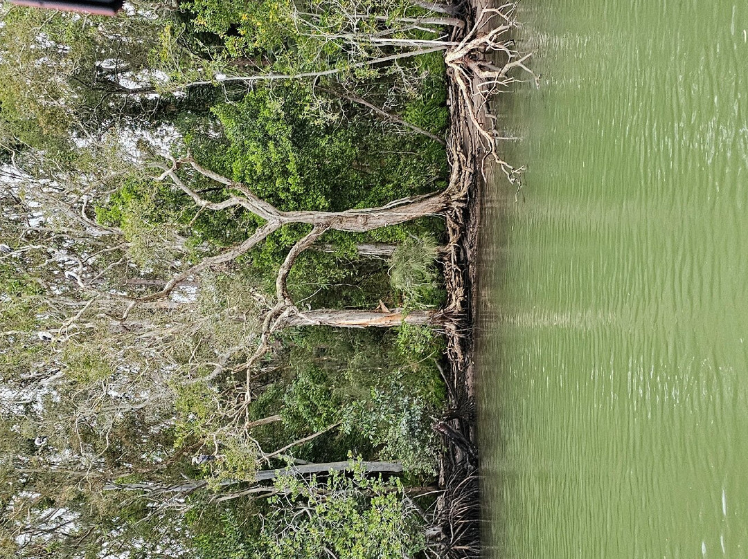 Noosa River & Canal Cruises-努萨维尔必去景点
