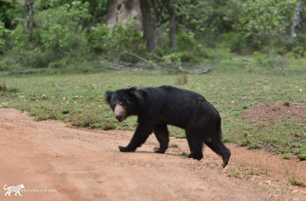 Wilpattu Safaris-Nochchiyagama必去景点
