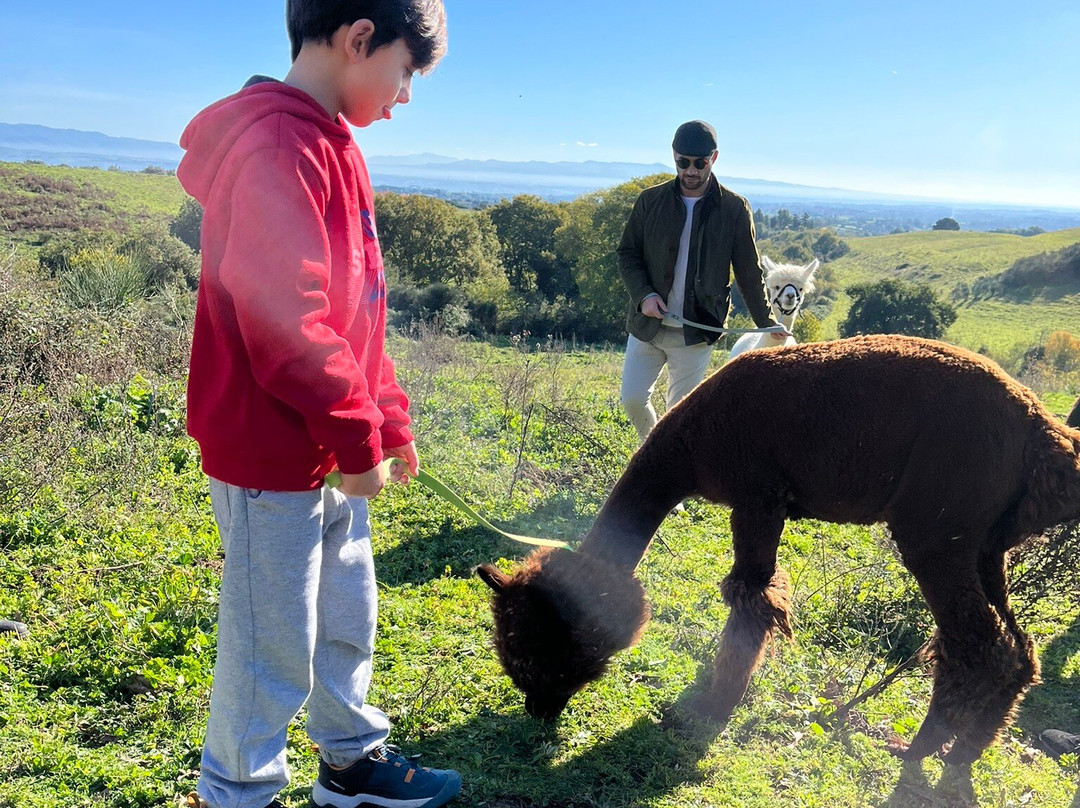 Alpaca Di Roma景点图片